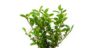 Ilex Robustico