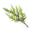 Thuja 'Brabant'
