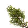 Thuja 'Smaragd'