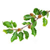 Rotbuche (Fagus sylvatica) als Heckenpflanze...