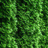 Thuja