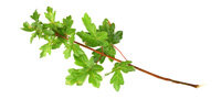Feldahorn (Acer campestre) als Heckenpflanze:...