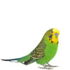 Vögel