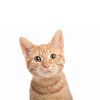 Katze