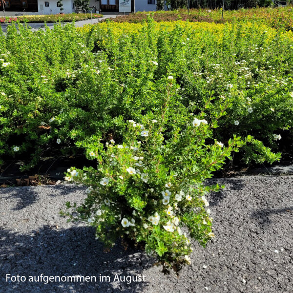 Fingerstrauch - Potentilla fruticosa Abbotswood 40-50cm