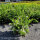 Fingerstrauch - Potentilla fruticosa Abbotswood 40-50cm
