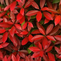 Glanzmispel Red Robin 50-60cm im 3l Topf