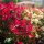 Glanzmispel Red Robin 50-60cm im 3l Topf