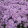 Myrten-Aster Pink Star P 1