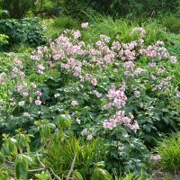 Japan-Herbst-Anemone Serenade P1