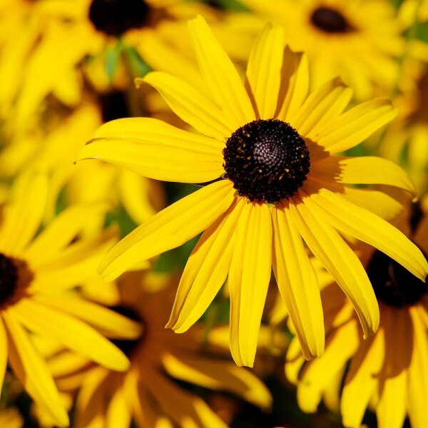 Goldsturm-Sonnenhut P 1