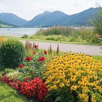 Goldsturm-Sonnenhut P 1