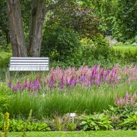 Teppich-Prachtspiere  P 0,5