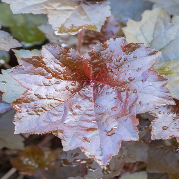 Purpurglöckchen Palace Purple P 1