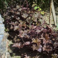 Purpurglöckchen Palace Purple P 1