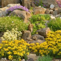 Blaukissen violett P 0,5