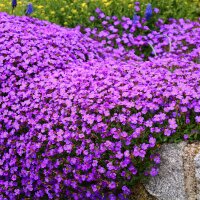 Blaukissen violett P 0,5