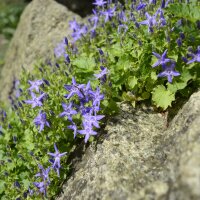 Stern-Polster-Glockenblume P 0,5