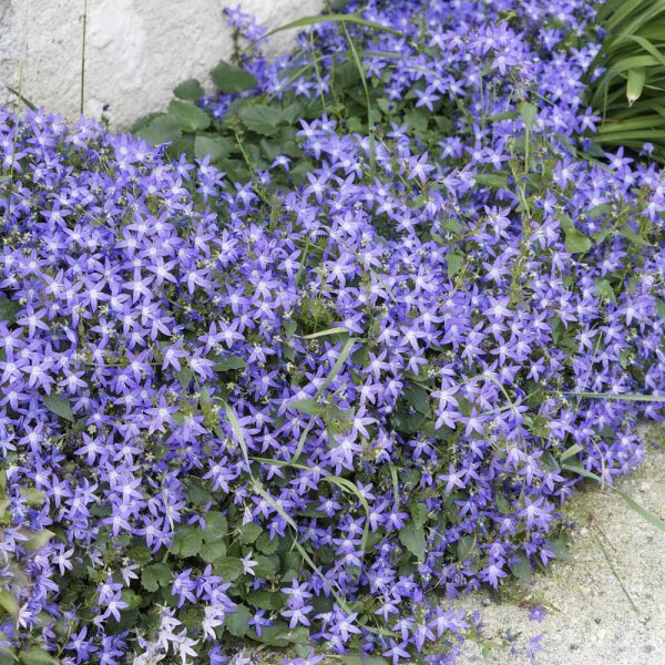 Hänge-Polster-Glockenblume P 0,5