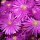 Mittagsblume P 0,5
