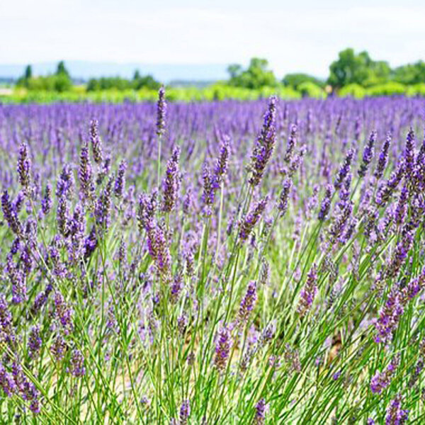 Lavendel Dwarf Blue P 1