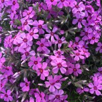 Polster-Phlox Atropurpurea P 0,5