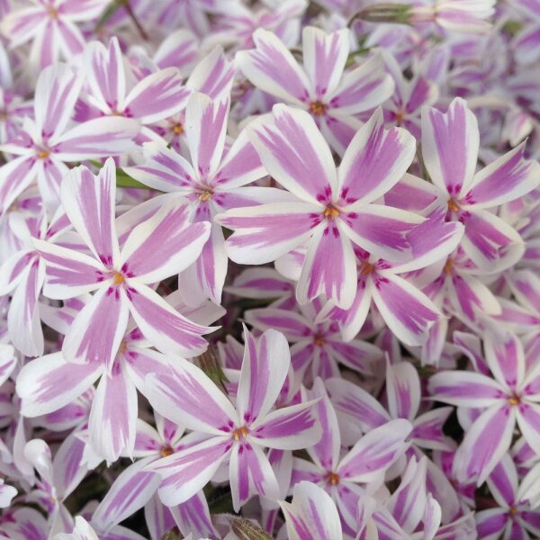 Polster-Phlox Candy Stripes P 0,5