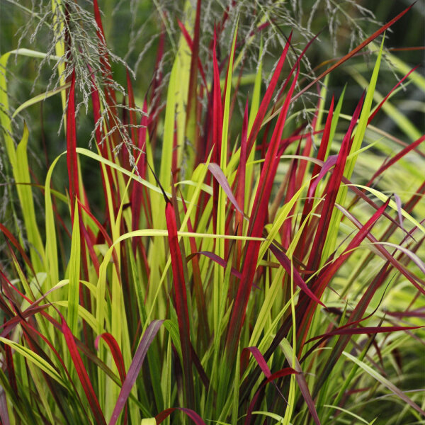 Japanisches Blutgras Red Baron P1