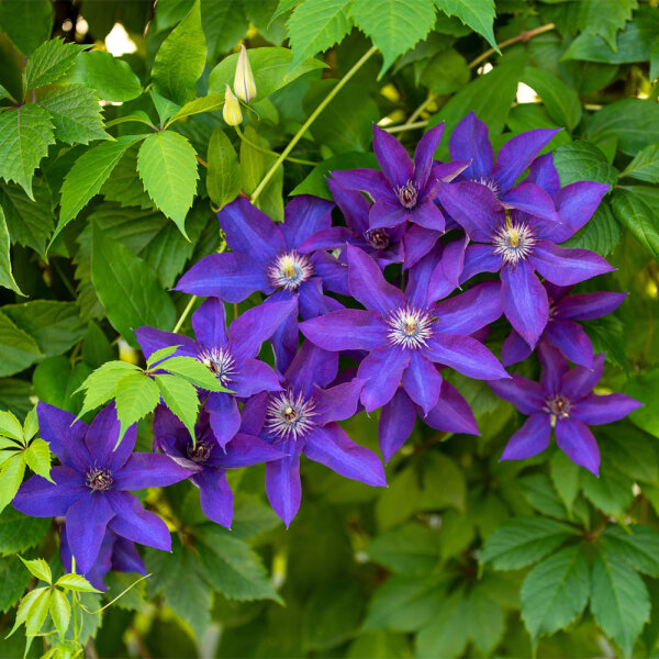 Clematis The President 70cm+ C2