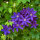Clematis The President 70cm+ C2
