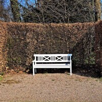 Blutbuche Atropunicea 50-60cm im 2,5l Topf
