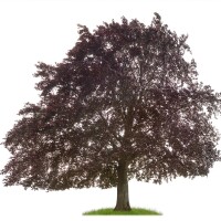 Blutbuche Atropunicea 50-60cm im 2,5l Topf