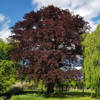 Blutbuche Atropunicea 50-60cm im 2,5l Topf
