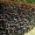 Blutbuche Atropunicea 50-60cm im 2,5l Topf