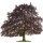 Blutbuche Atropunicea 50-60cm im 2,5l Topf