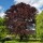 Blutbuche Atropunicea 50-60cm im 2,5l Topf