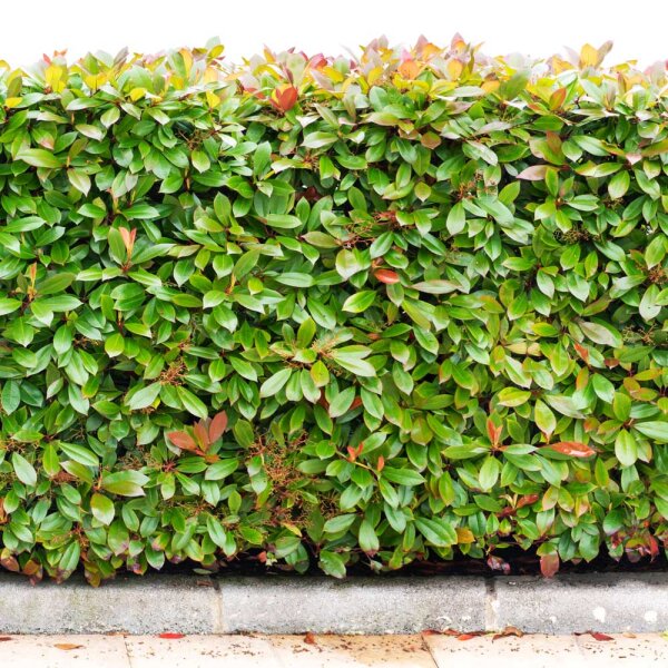 Glanzmispel Compacta 70-80cm im 5l Topf