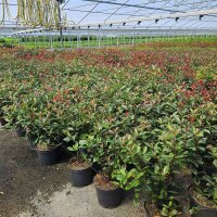 Glanzmispel Compacta 70-80cm im 5l Topf