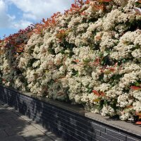 Glanzmispel Compacta 70-80cm im 5l Topf