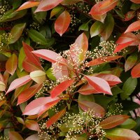 Glanzmispel Compacta 70-80cm im 5l Topf