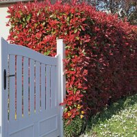 Glanzmispel Red Robin 90-100cm im 7,5l Topf