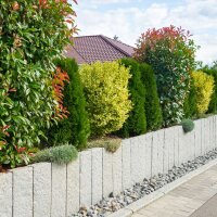 Glanzmispel Red Robin 90-100cm im 7,5l Topf