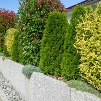 Glanzmispel Red Robin 90-100cm im 7,5l Topf