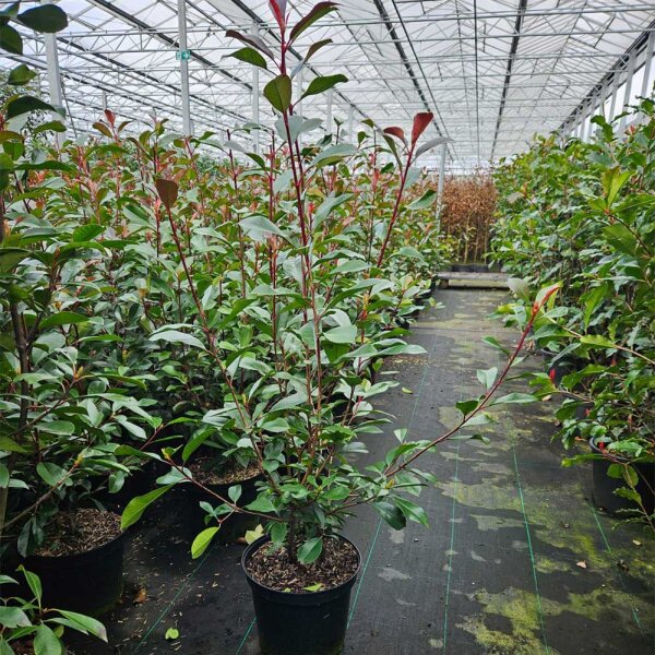 portugiesischer kirschlorbeer stirbt ab Portugiesischer Kirschlorbeer (Prunus lusitanica 'Angustifolia') | 120 cm  Fertighecke main image 1