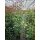 Glanzmispel Compacta 150-160cm im 15l Topf