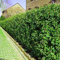 Portugiesischer Lorbeer Angustifolia 130-150cm im 12l Topf