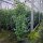Portugiesischer Lorbeer Angustifolia 180-200cm im 45l Topf