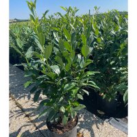 Kirschlorbeer Caucasica 80-100cm im 5l Topf