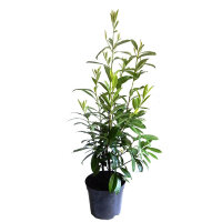 Kirschlorbeer Caucasica 80-100cm im 5l Topf