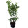 Kirschlorbeer Caucasica 110-120cm im 7,5l Topf